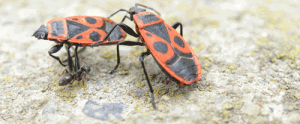bugs wrestling