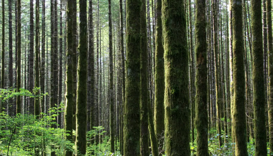 dense oregon forest