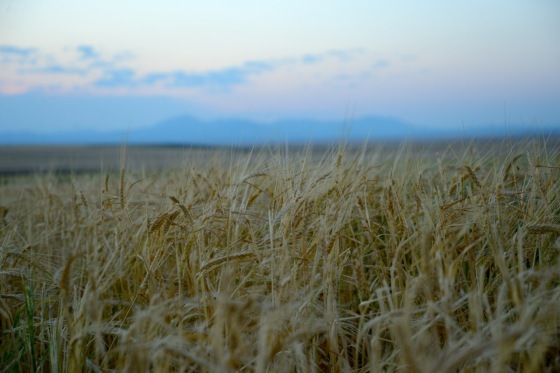 montana fields